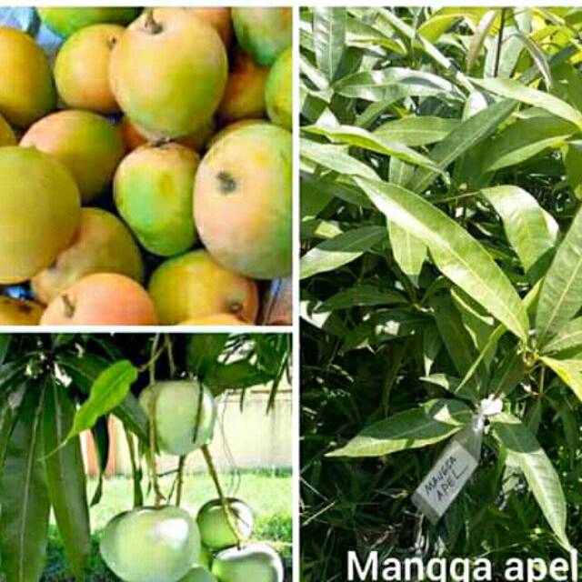 Bibit mangga apel