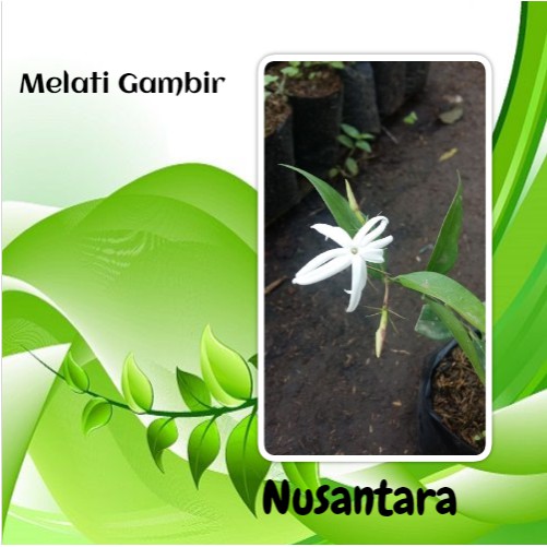 Bibit Bunga Melati Gambir