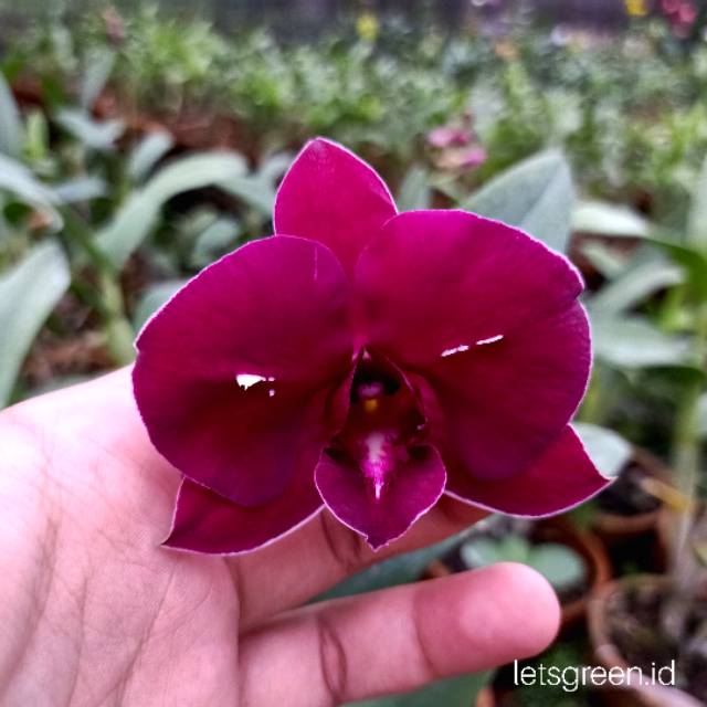 Anggrek Dendrobium Nara Red