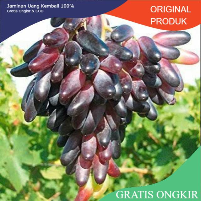 BIBIT ANGGUR IMPORT SOUVENIR