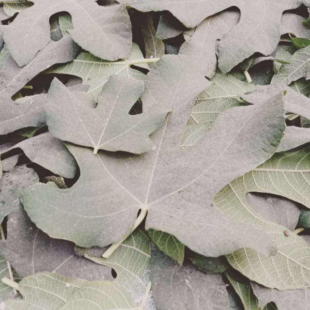 Daun tin segar