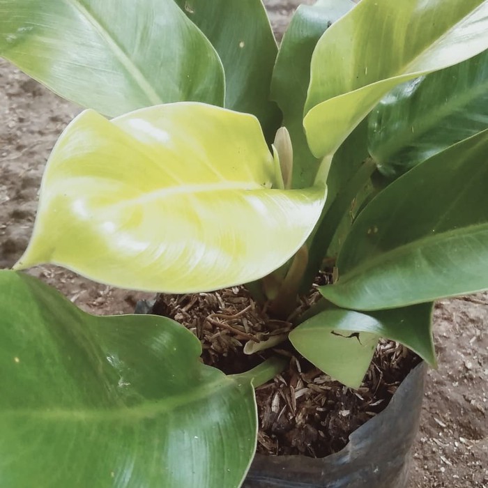 tanaman srigading lemon..    MURAH!!!