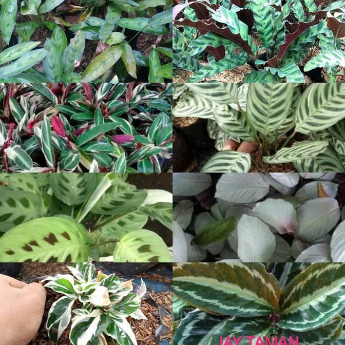 Paket 8 Calathea Indah