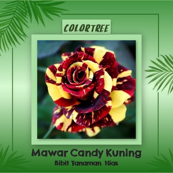 Tanaman Hias Bunga Mawar Candy Kuning