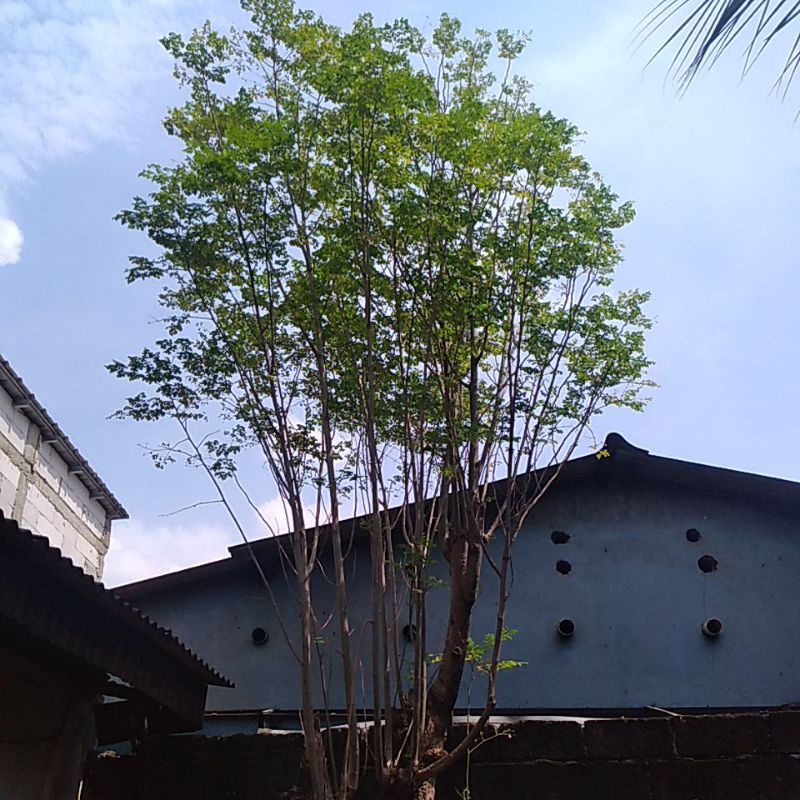 daun kelor