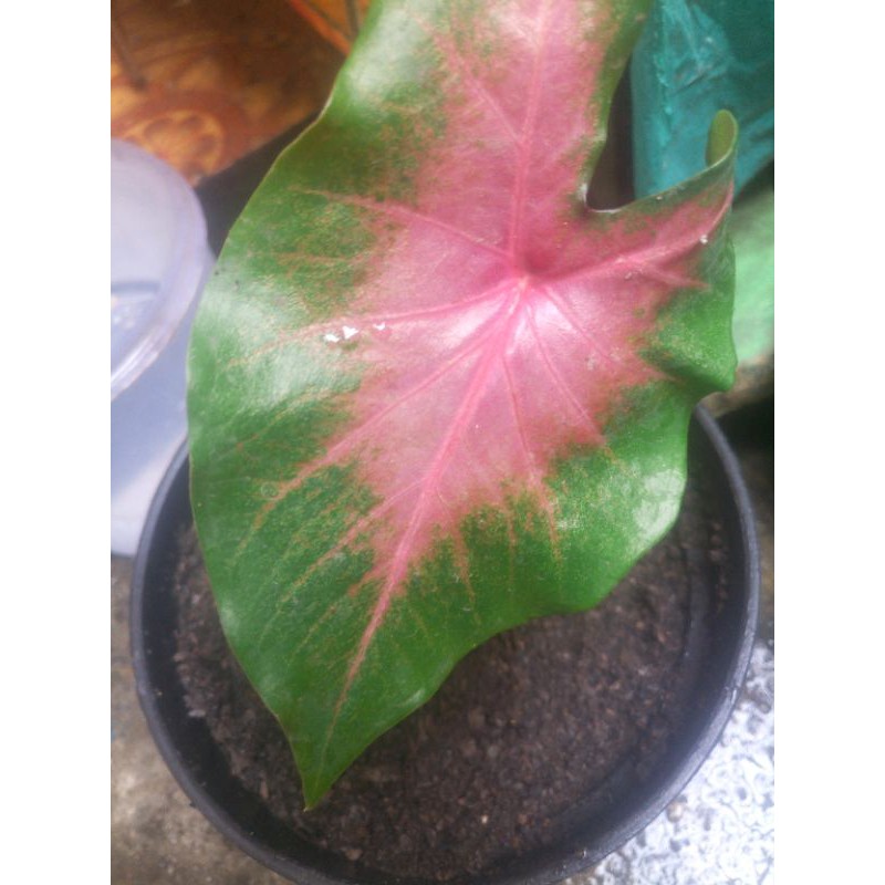 keladi pink love