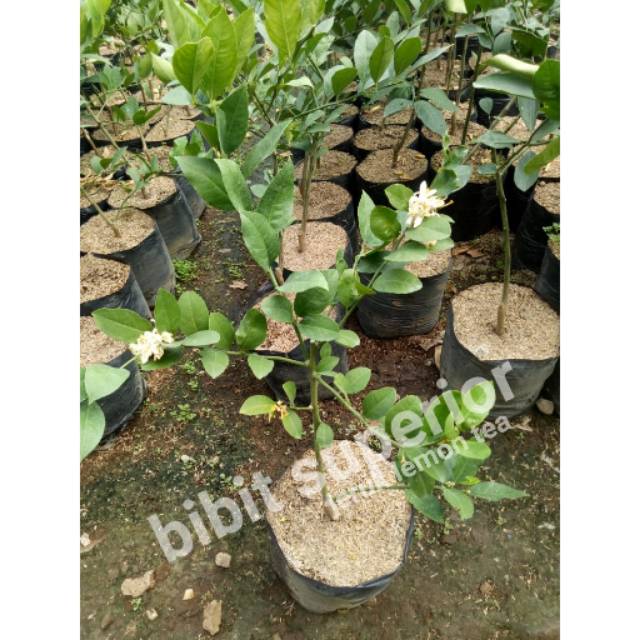 Bibit buah jeruk lemon tea