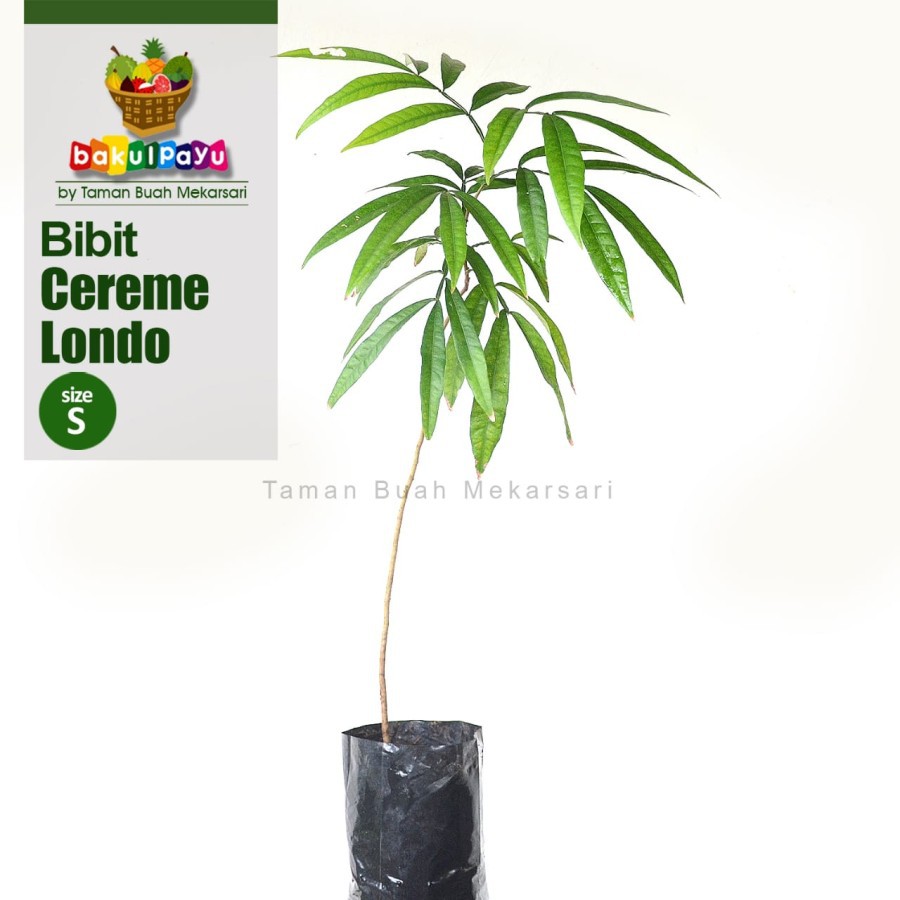 Bibit Cereme Londo