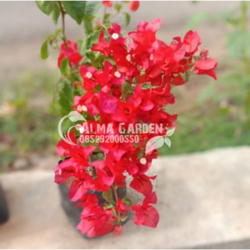 Bugenvil Merah Cabai