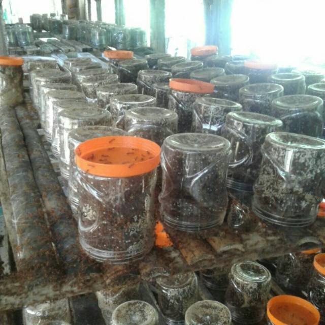 Bibit kroto superrr