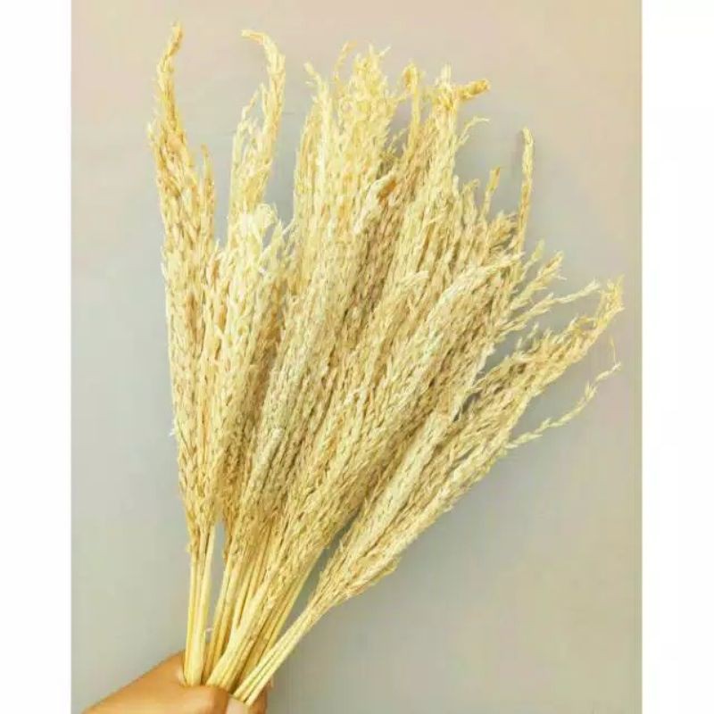 Bunga jagung kering