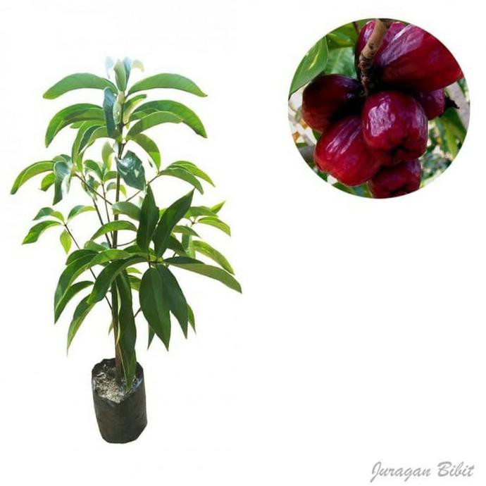 promo murah Bibit Jambu Jamaika
