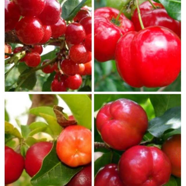 Bibit buah cherry vietnam
