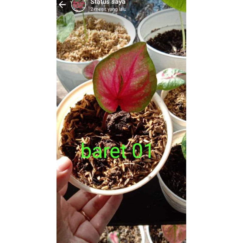 bibit keladi berat