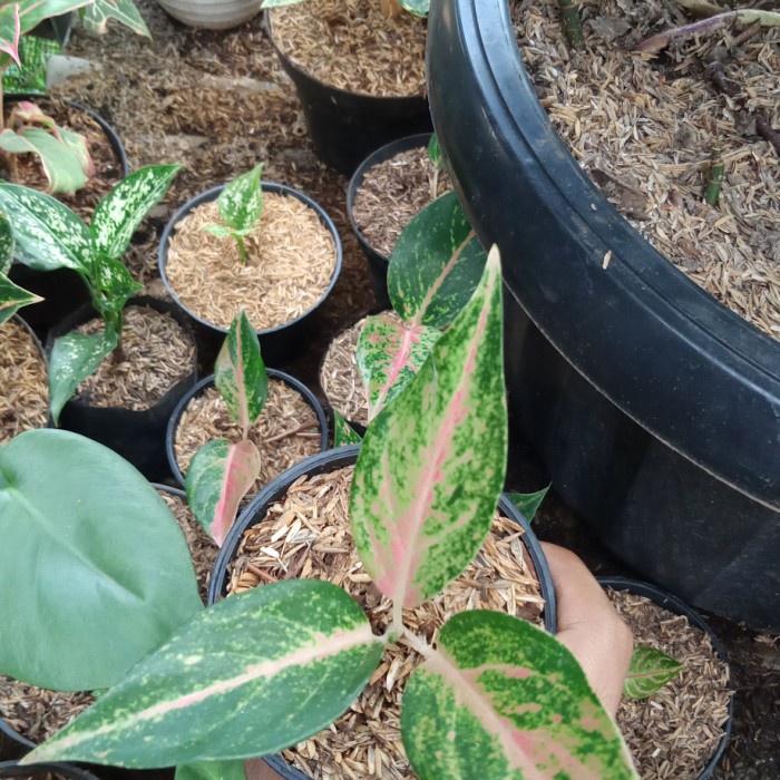 bibit aglonema marghareta