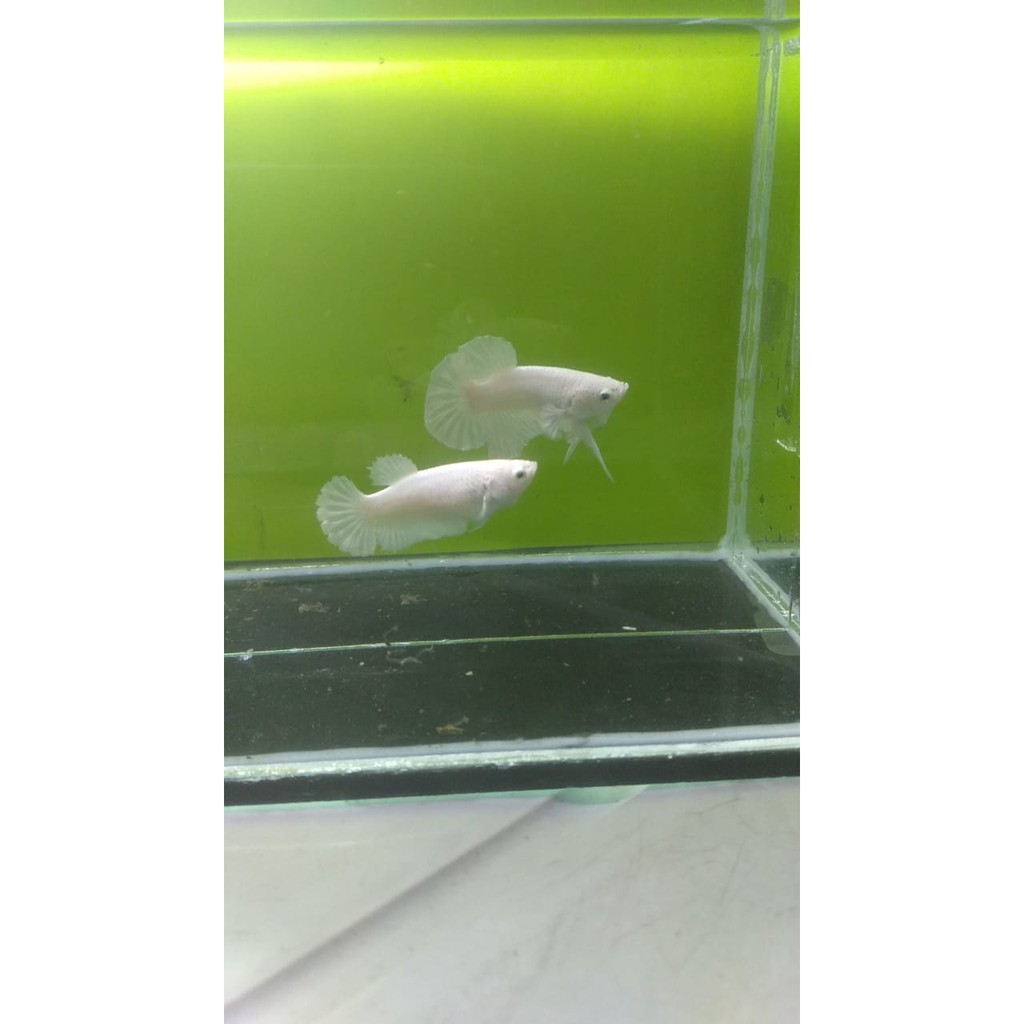 Female WhitePlatinum Grade B