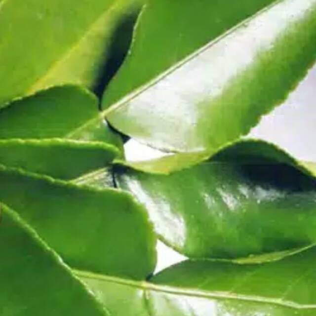 Daun Jeruk Segar 5 lembar