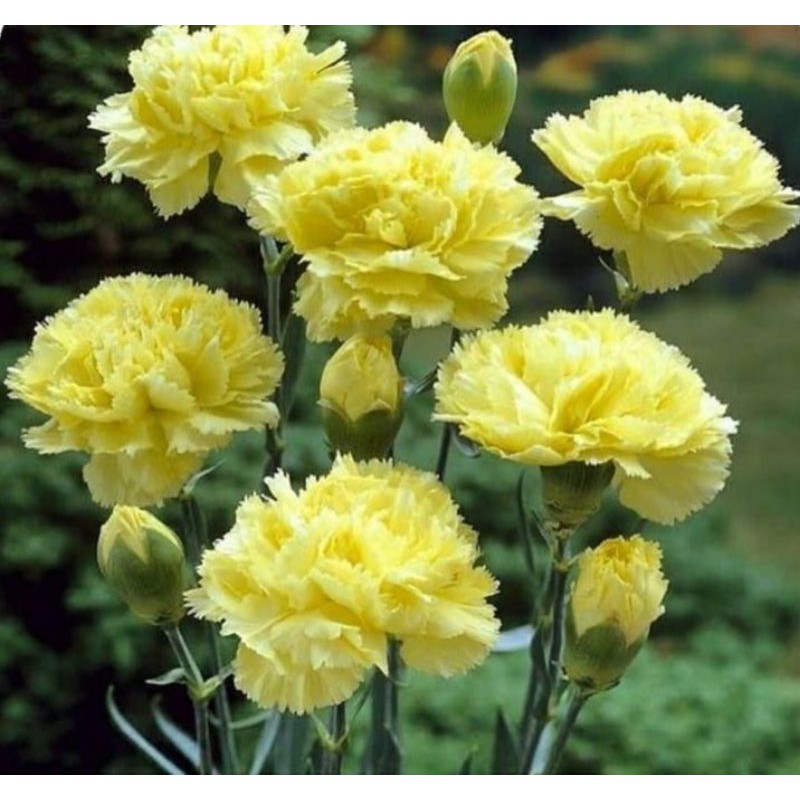 Benih Bunga Carnation Yellow