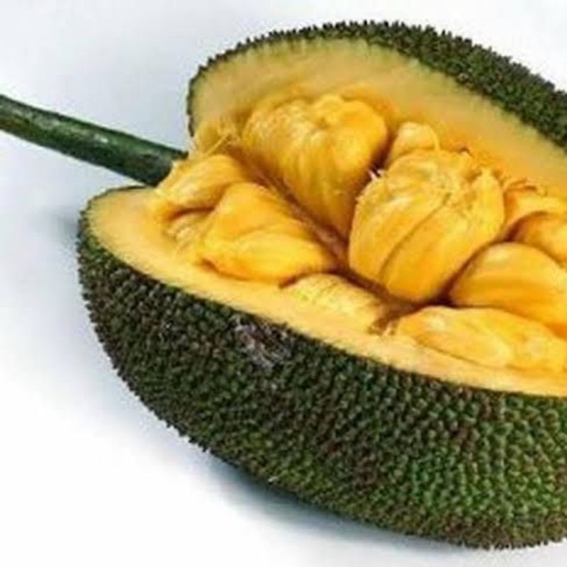 nangka kendel