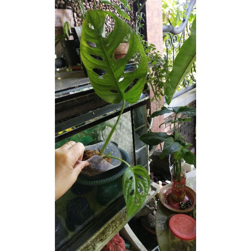 janbol acuminata