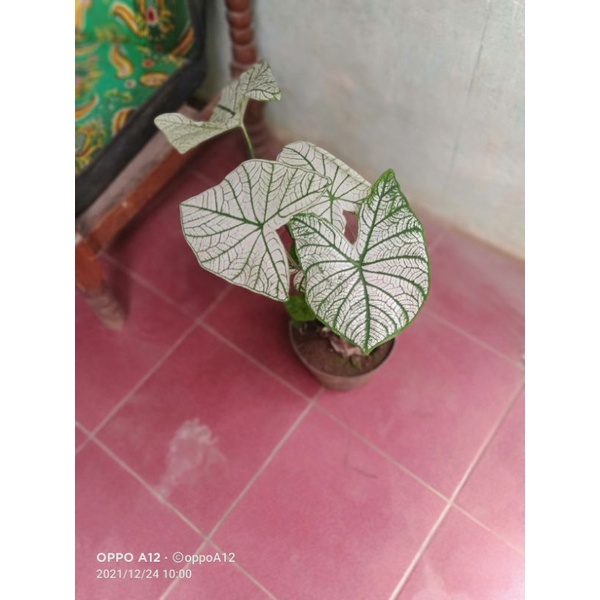 Tanaman Hias