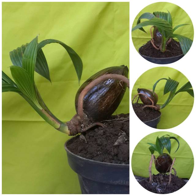 Bonsai kelapa minon