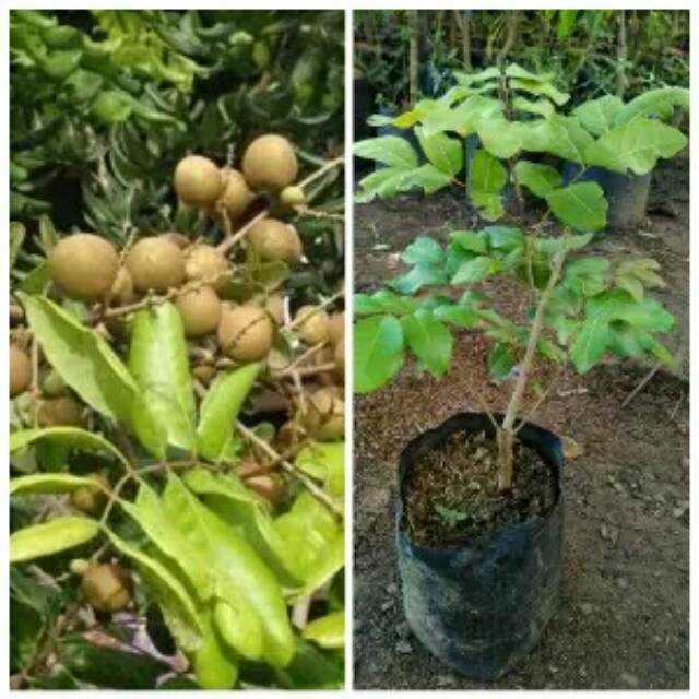 Bibit kelengkeng puang ray