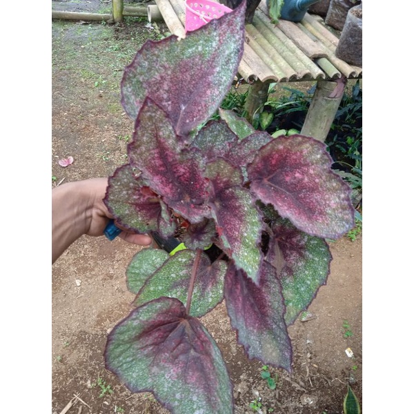Begonia salju