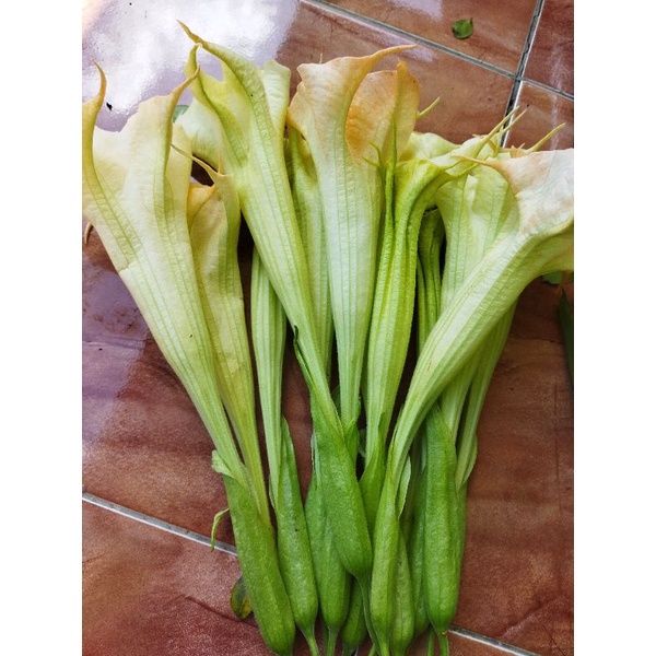 bunga kecubung  segar per 1 bunga