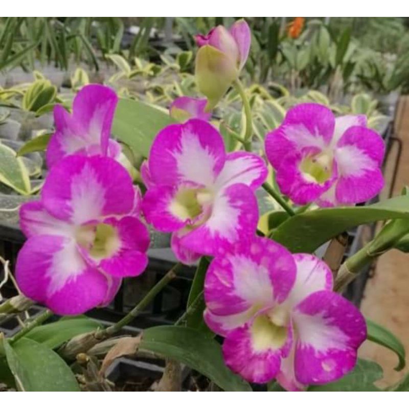 Naporn Pink Splas