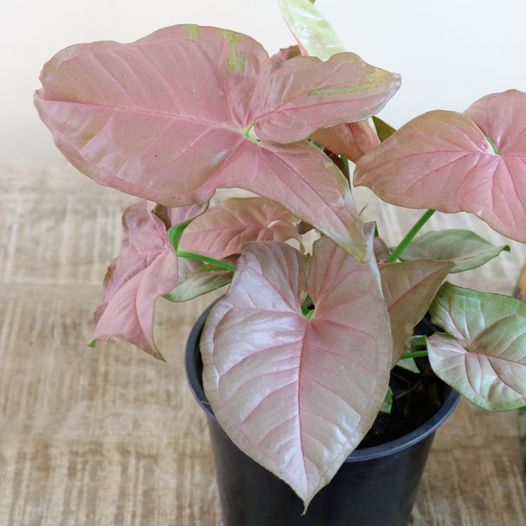 singonium pink po