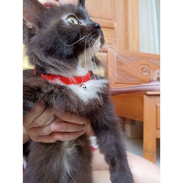 kalung kucing murah