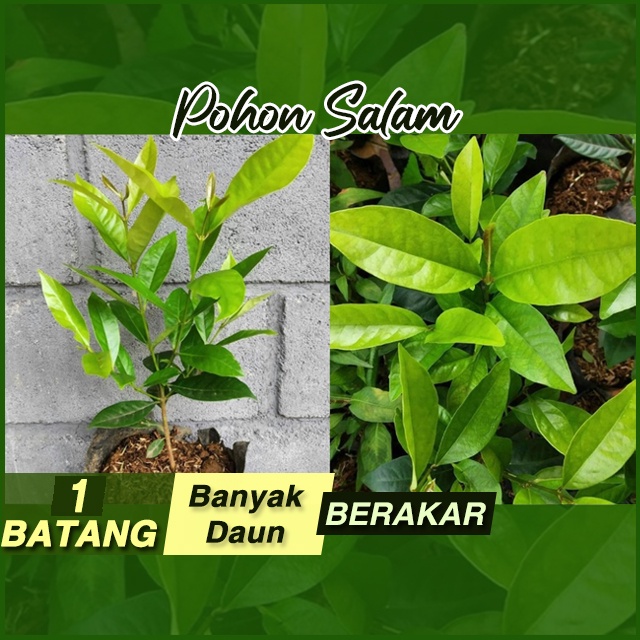 Pohon Daun Salam