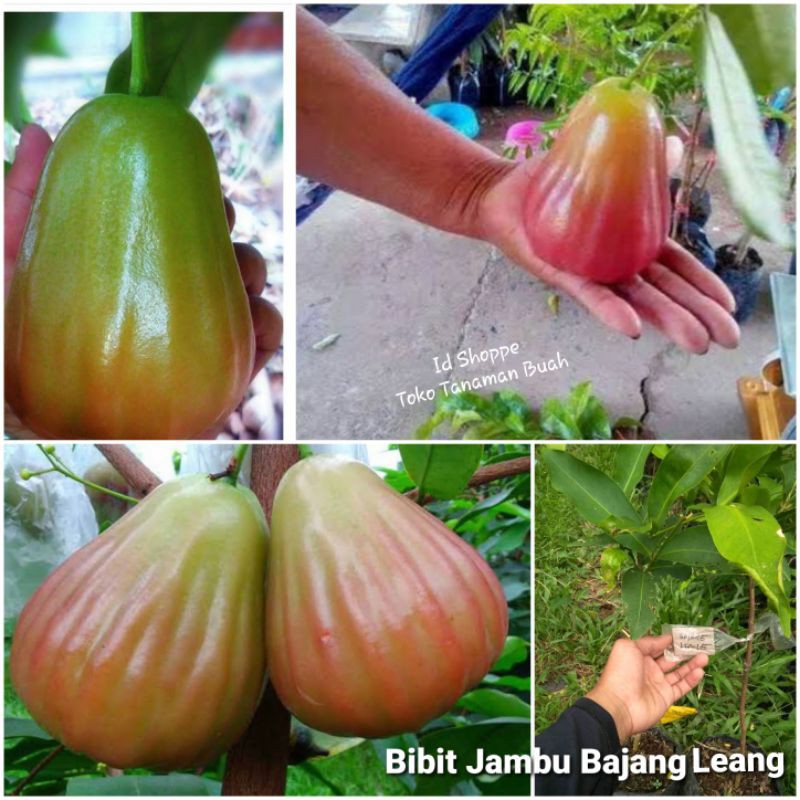 Bibit Jambu Bajang Leang