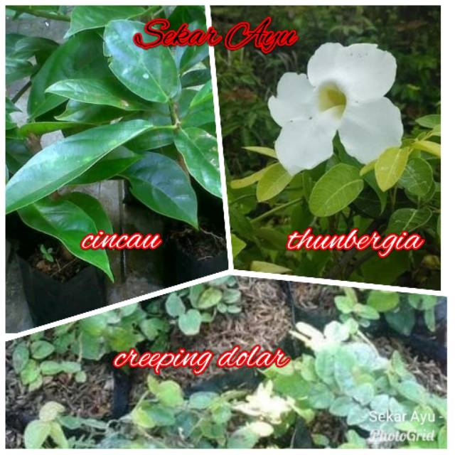 Paket Bibit 3 Tanaman