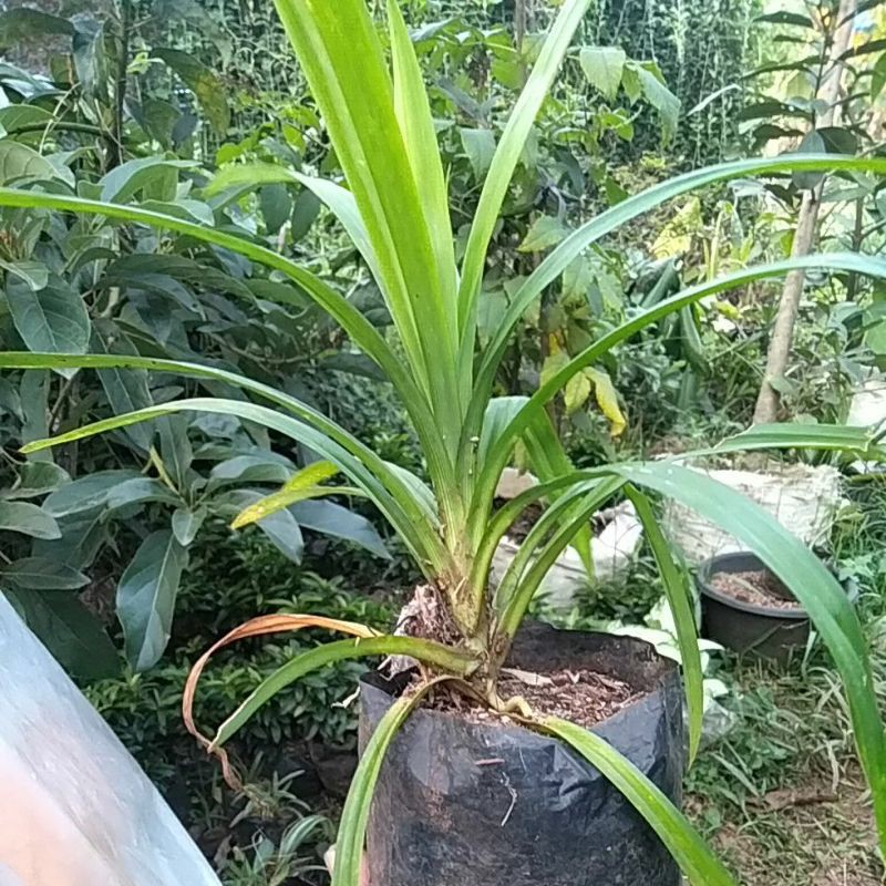 bibit pandan wangi