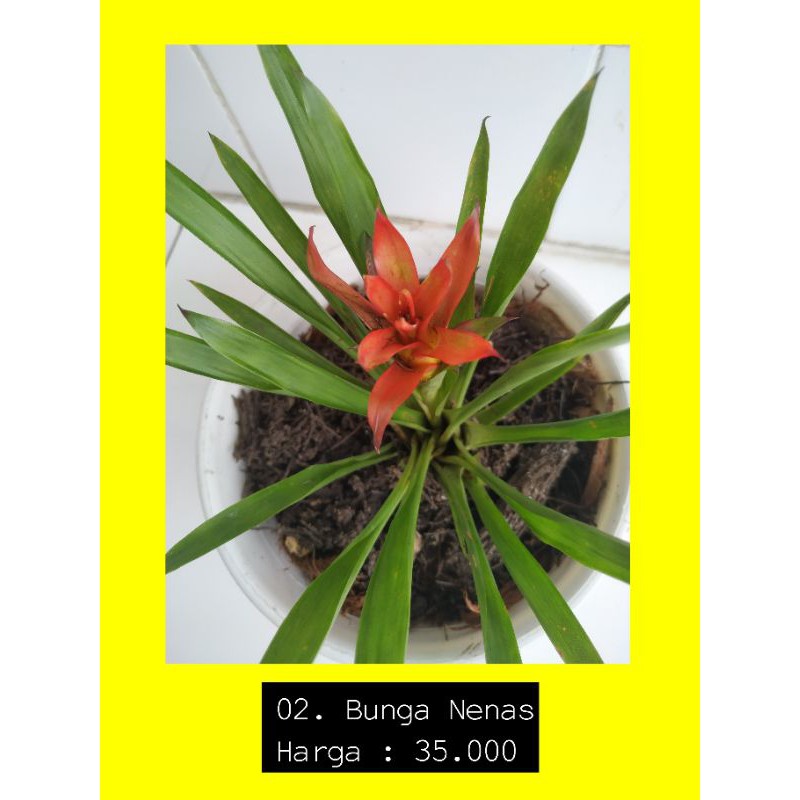 Bunga Nenas