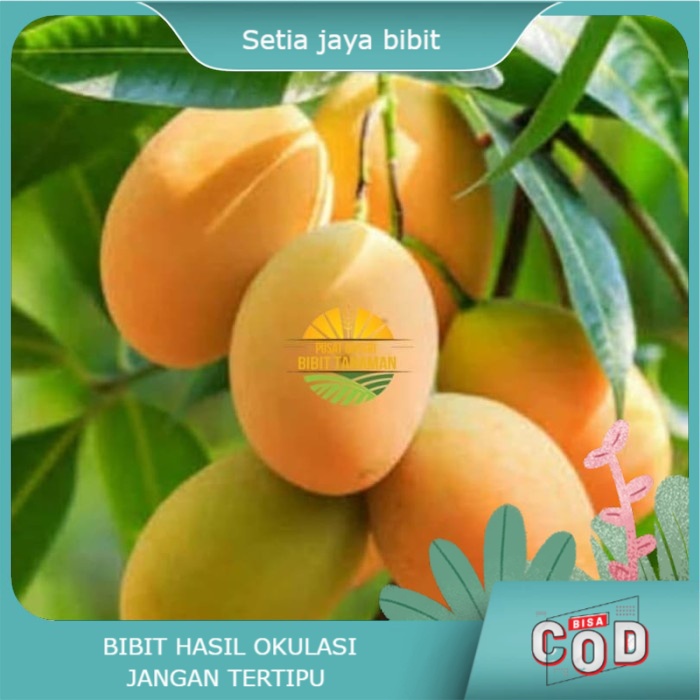 Bibit mangga madu afrika