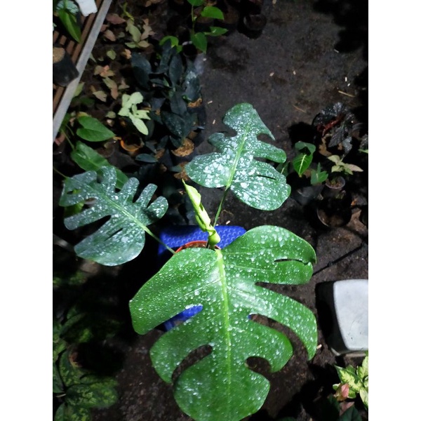 monstera