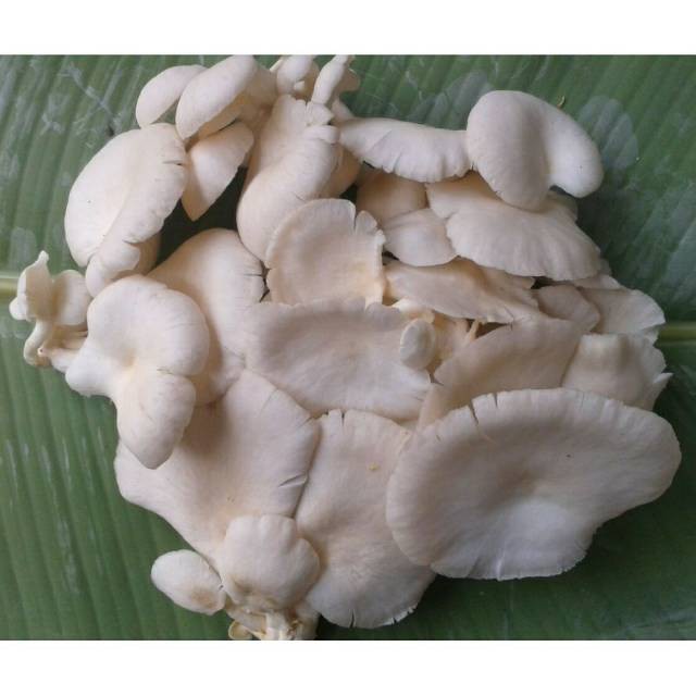 Jamur Tiram Fresh pack
