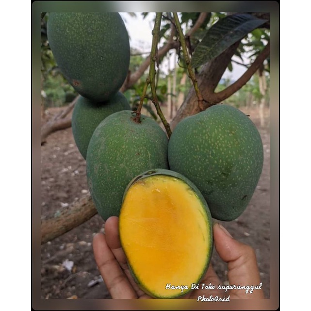 Bibit mangga madu superlaris