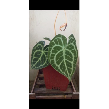 anthurium clarynervium darkform