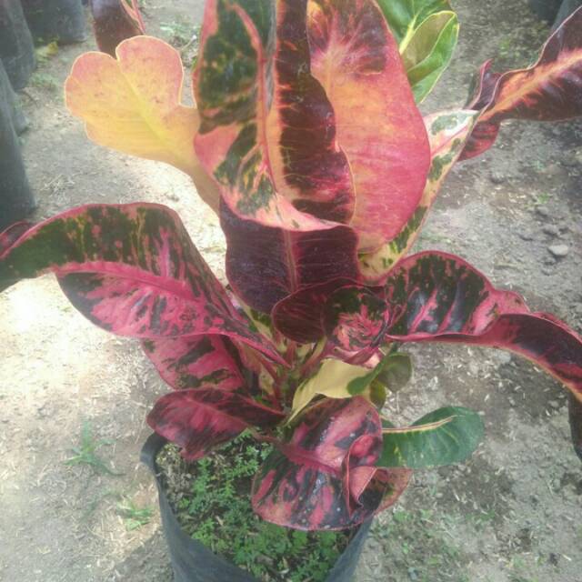 Tanaman Bunga puring pink Andromeda