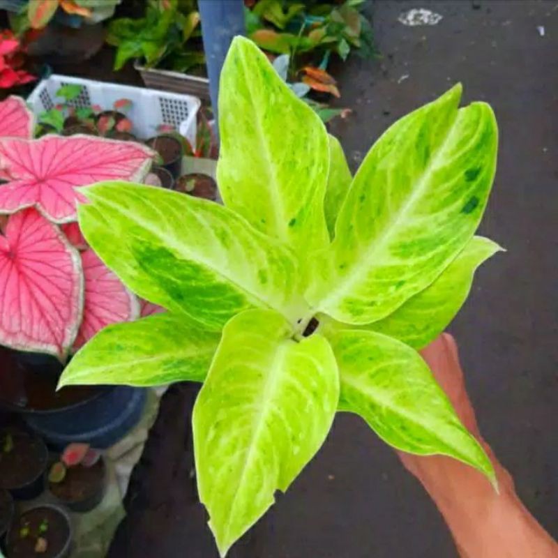 Aglonema Sundrop (Import) Dewasa