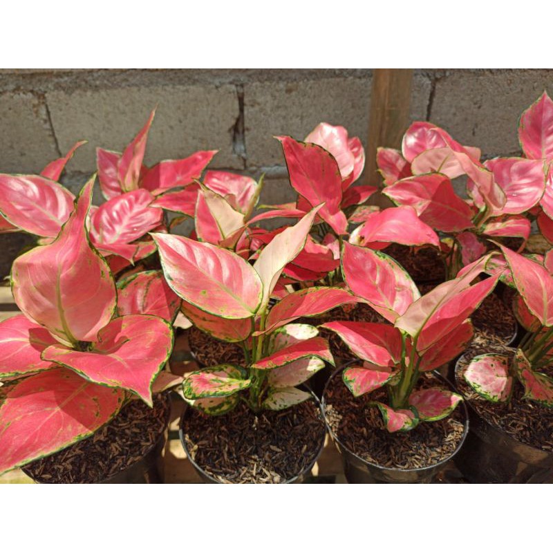 red anjemany Jumbo import