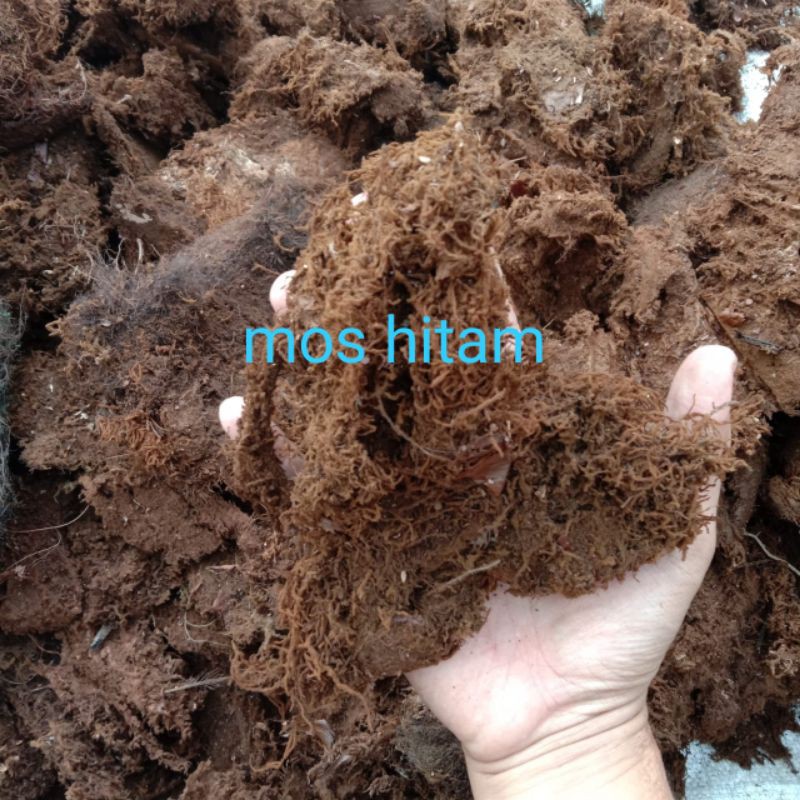 Mos Hitam/Akar kadaka