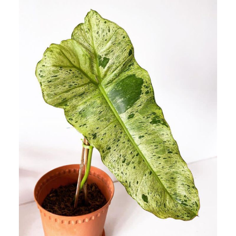 philodendron paraiso verde