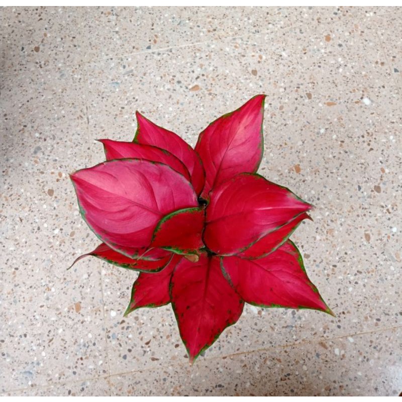Aglonema Red Queen