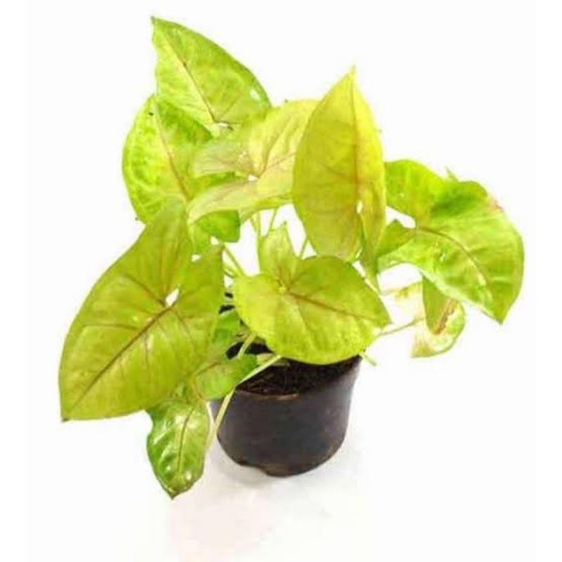 singonium golden