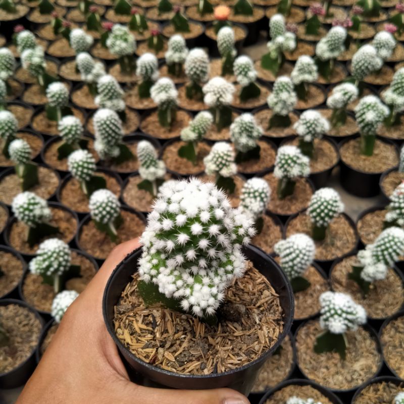 Kaktus snowcap oruga